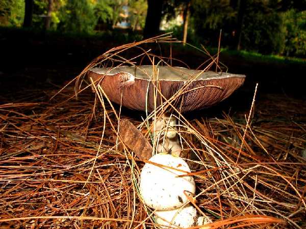 nel giardino di Fior...........